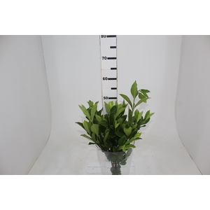 FOLHAGEM GARDENIA
