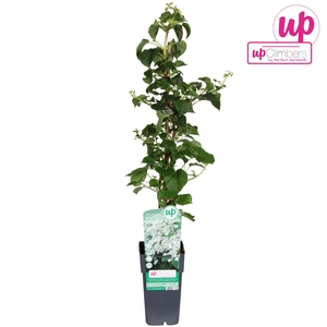 Hydrangea petiolaris P15