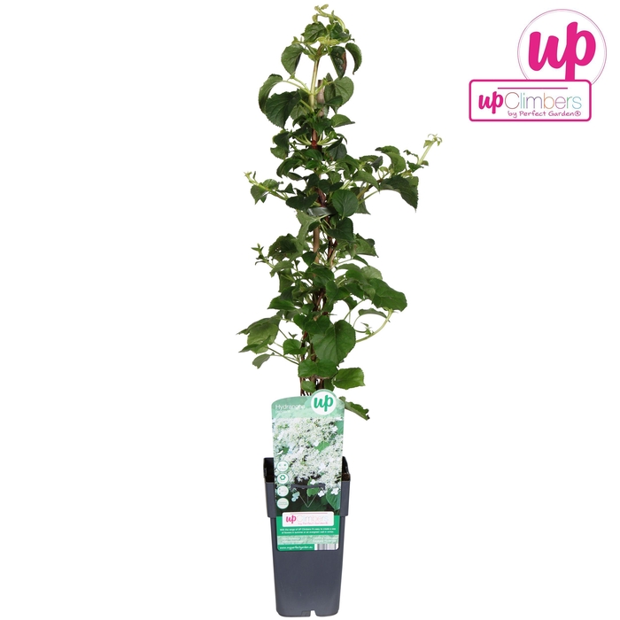 <h4>Hydrangea petiolaris P15</h4>