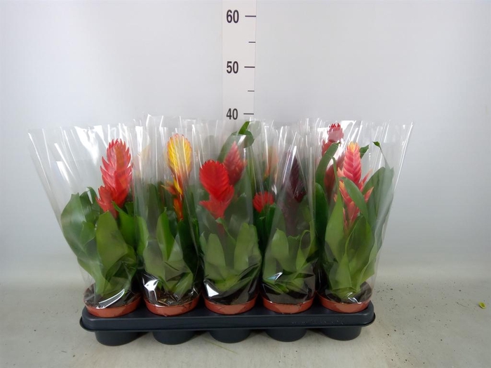 <h4>Vriesea   ...mix 6</h4>