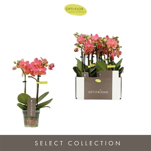 Phalaenopsis Multifloratypes overig oranje