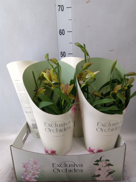 <h4>Cymbidium   ...</h4>