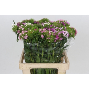 Dianthus Br Rainbow Mix