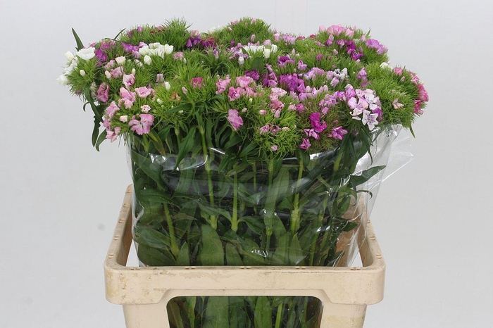 <h4>Dianthus Br Rainbow Mix</h4>