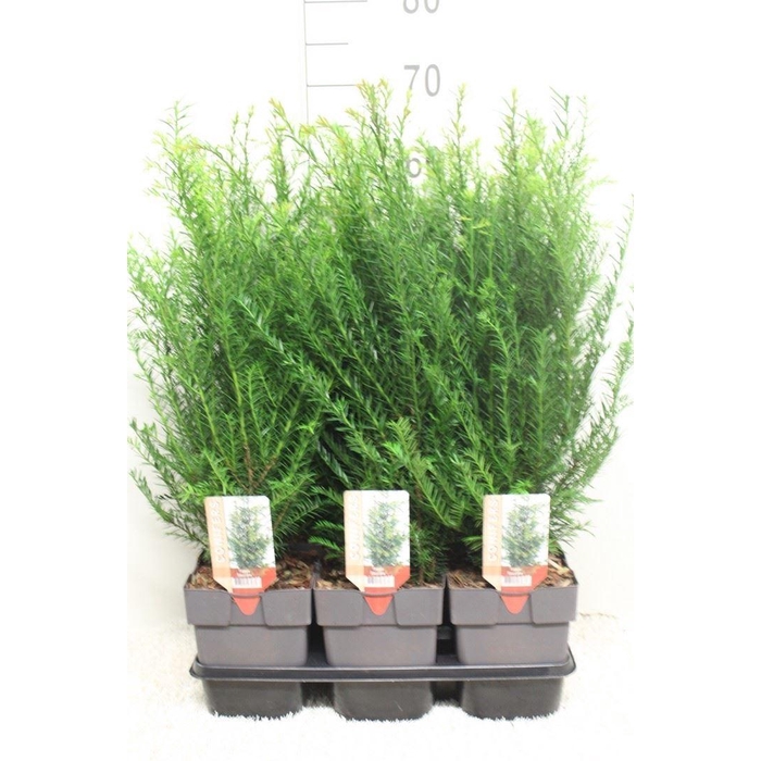 <h4>Taxus baccata</h4>