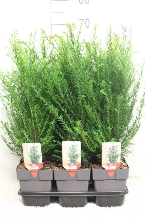 <h4>Taxus baccata</h4>