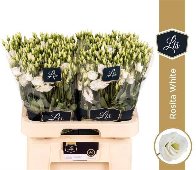 <h4>EUS G ROSI WHITE@PROMO</h4>