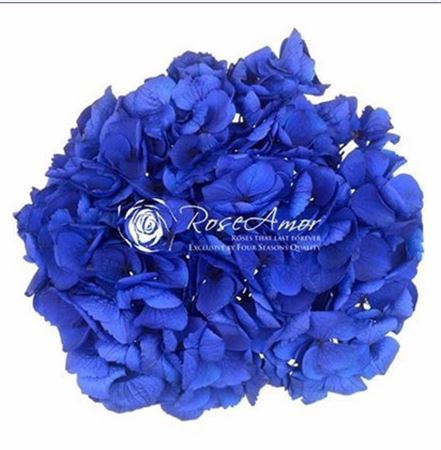 <h4>Pr 2.1 Hydrangea Xl Blu03</h4>