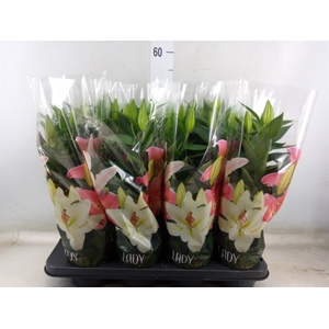 Lilium ori.  'After Eight'