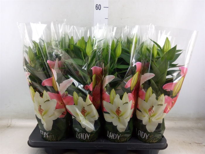 <h4>Lilium ori.  'After Eight'</h4>