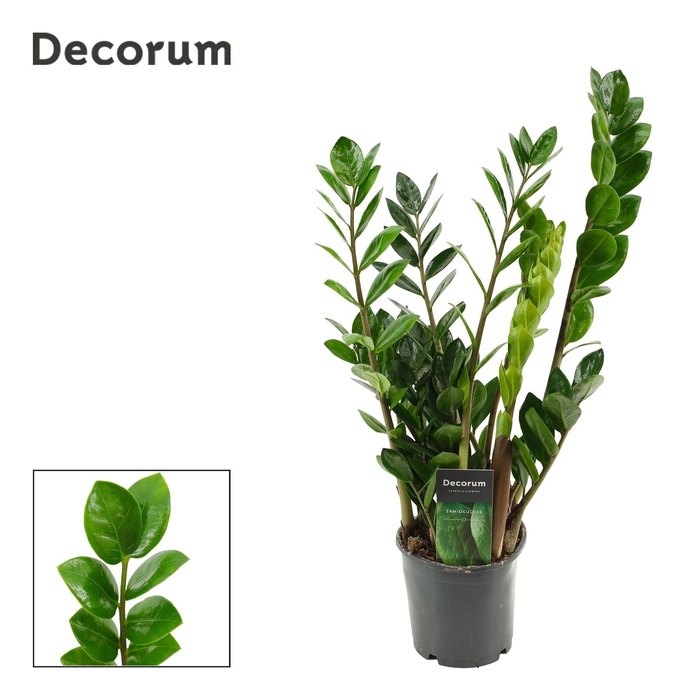 <h4>Zamioculcas zamiifolia 'Lima'</h4>