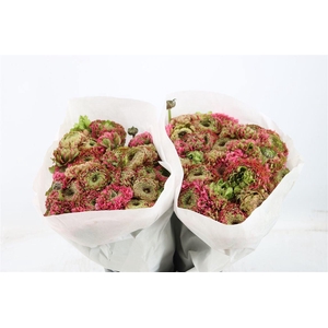 Ran Ponpon Ex Alladin