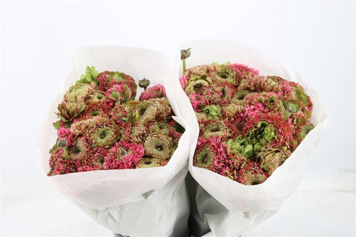 <h4>Ran Ponpon Ex Alladin</h4>