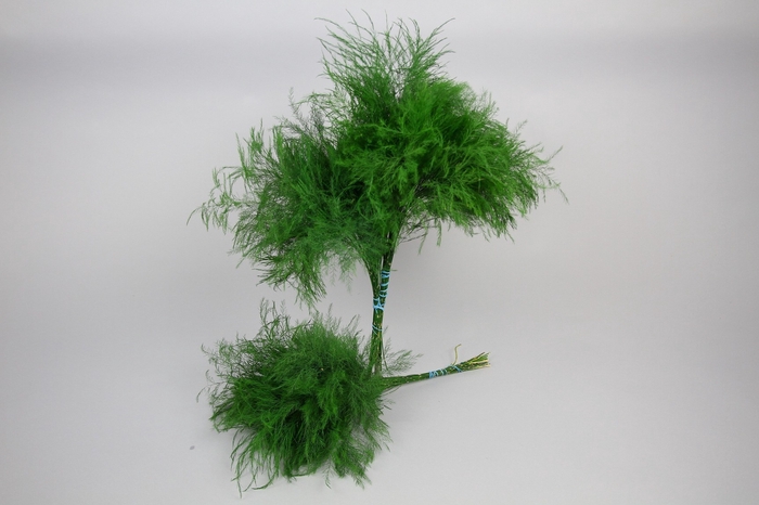 Treefern  XL