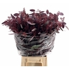 Euc. Populus Grain Absorbed Red