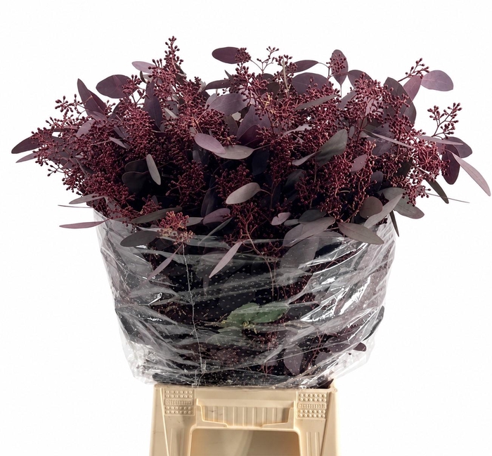 Euc. Populus Grain Absorbed Red