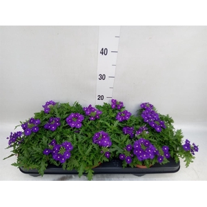 Verbena  'Rapunzel Violet'
