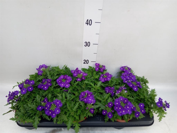 <h4>Verbena  'Rapunzel Violet'</h4>