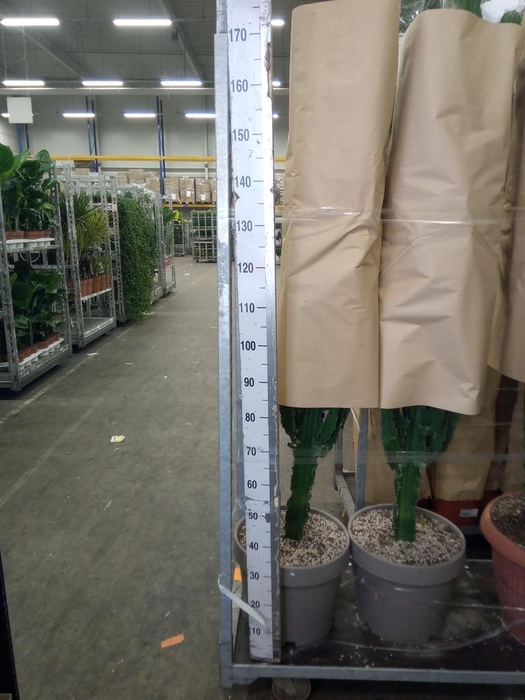 <h4>Euphorbia   ...</h4>