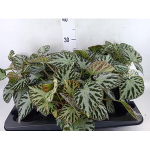 Begonia BD 'Silver Jewell'