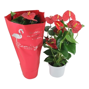 Anthurium XL.9 Jambo Red 17cm met sierhoes