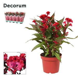 Celosia 'Hot Topic' Red with sleeve | Decorum