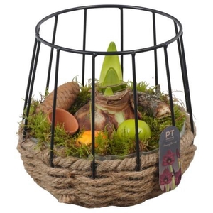 PTAA8853 Arrangement Amaryllis in touw pot met metaal