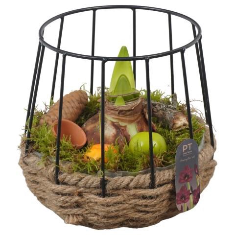 <h4>PTAA8853 Arrangement Amaryllis in touw pot met metaal</h4>