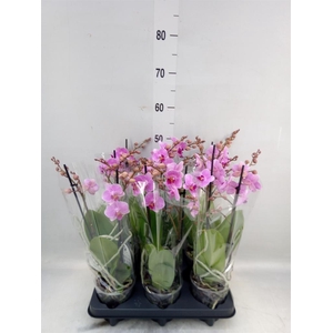 Phalaenopsis multi.   ...rose
