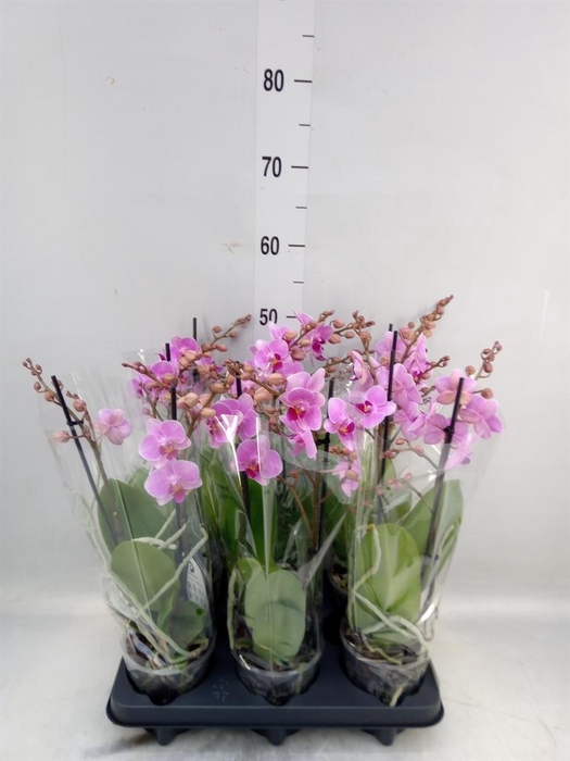 <h4>Phalaenopsis multi.   ...rose</h4>