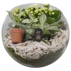 PTIG2614 Arrangement Indoor in glazen vissenkom