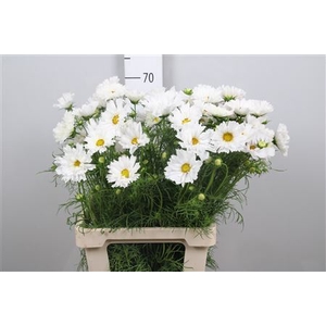 Cosmos Bipin Pink