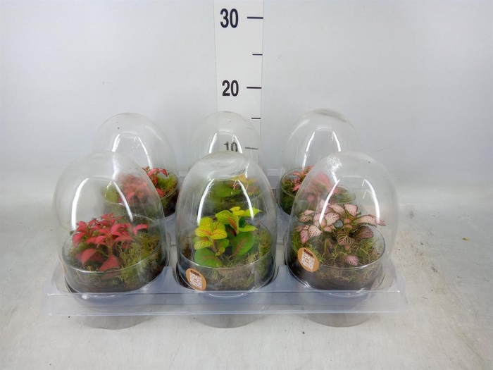 <h4>Arr. Kamerplant Groen H%</h4>