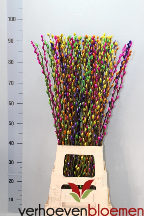 <h4>SALIX  SN FLA KLB H%</h4>