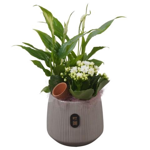 <h4>PTIB5168 Arrangementen kamerplanten</h4>