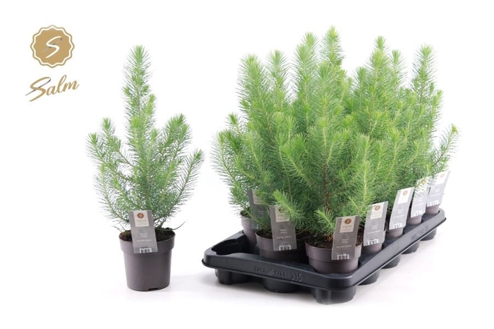 <h4>PINUS SILVER CREST</h4>