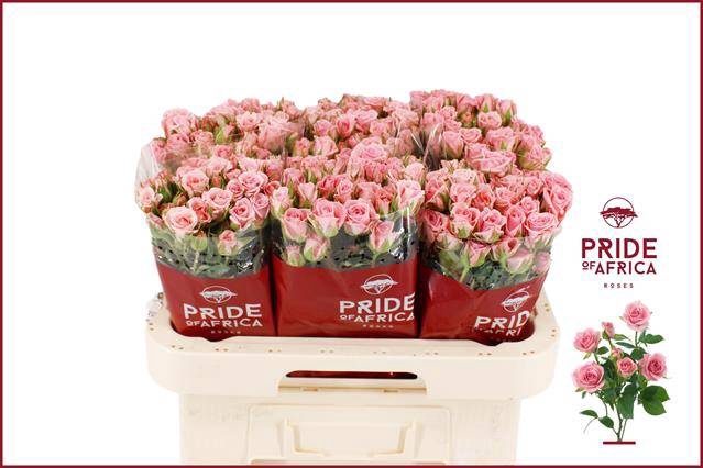 <h4>Rosa spray odilia</h4>