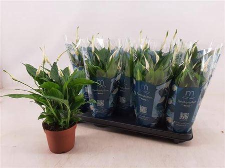 <h4>Spath Bellini 8+</h4>