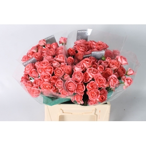 Rozen R Tr Femke
