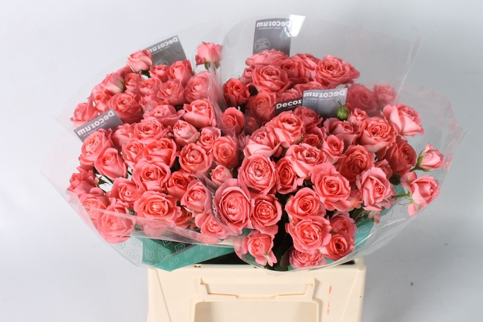 <h4>Rozen R Tr Femke</h4>