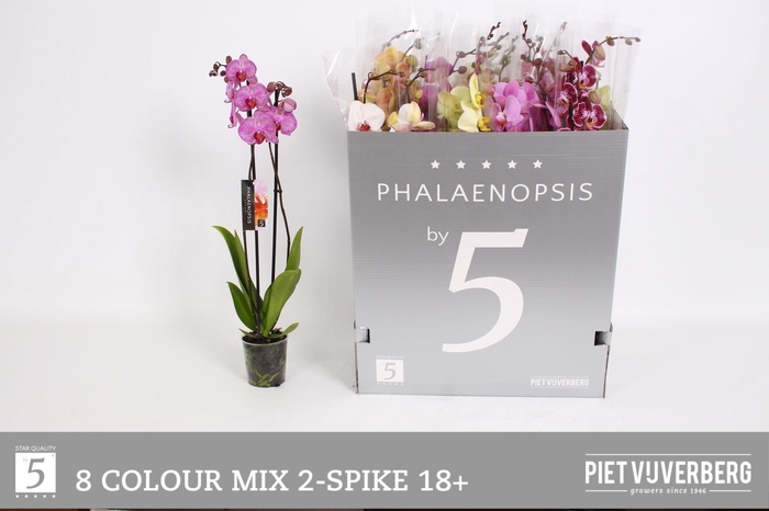<h4>PHAL GEM 8 KL</h4>