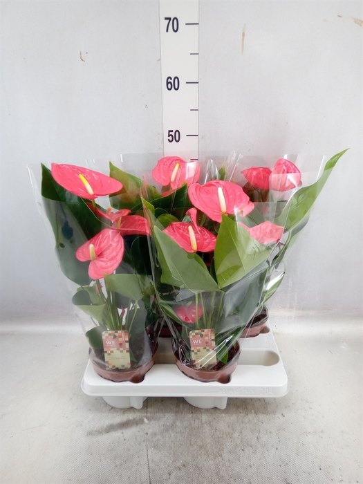 <h4>Anthurium andr. 'California'</h4>