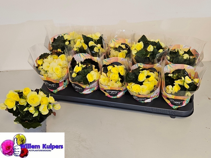 <h4>BEG HL BLITZ</h4>