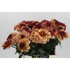 Dahlia Creme de Cognac