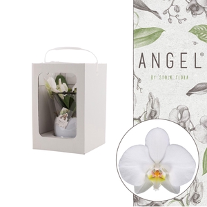 Angel | Showbox Blanco in Lisa white pot | Phalaenopsis 2 spike