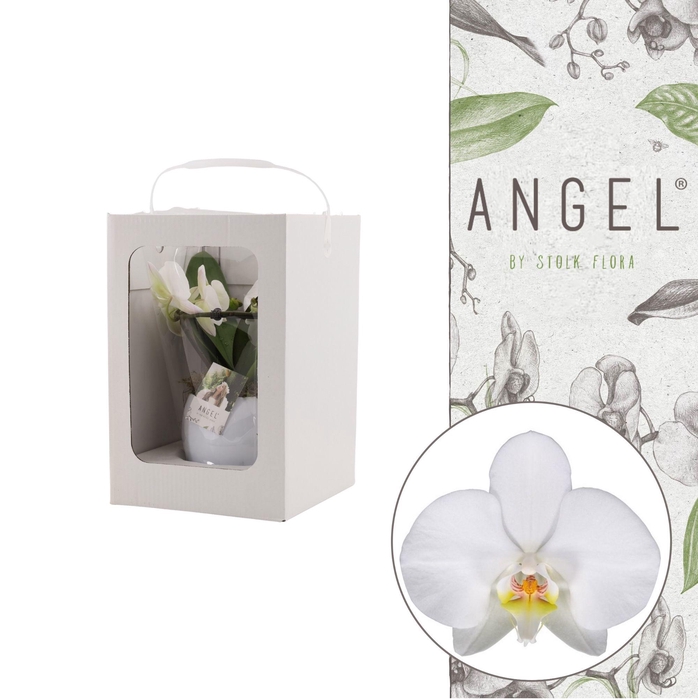 <h4>Angel | Showbox Blanco in Lisa white pot | Phalaenopsis 2 spike</h4>