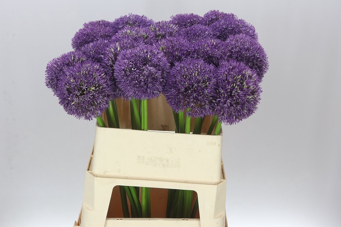 <h4>Allium Pinball Wizar</h4>