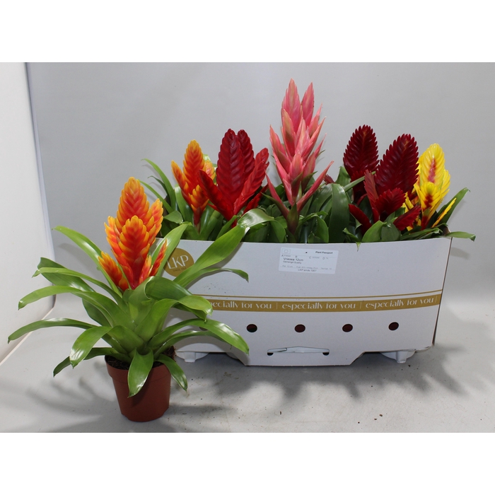 <h4>Vriesea mix 12Ø 40cm</h4>