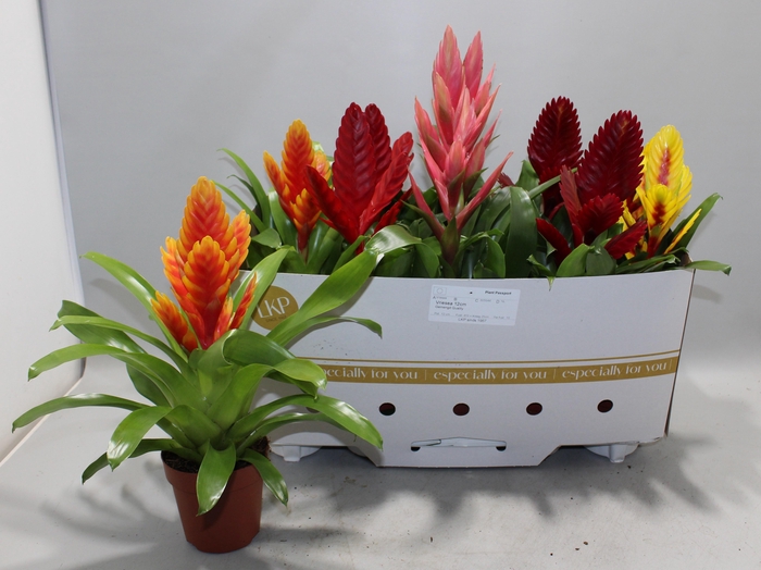 Vriesea mix 12Ø 40cm