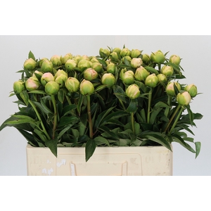 Paeonia Miss America